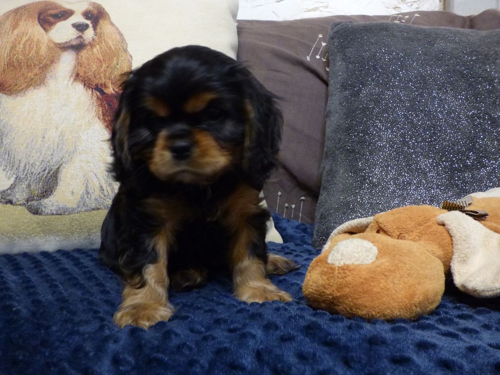 Des Jardins De Noor - Chiots disponibles - Cavalier King Charles Spaniel