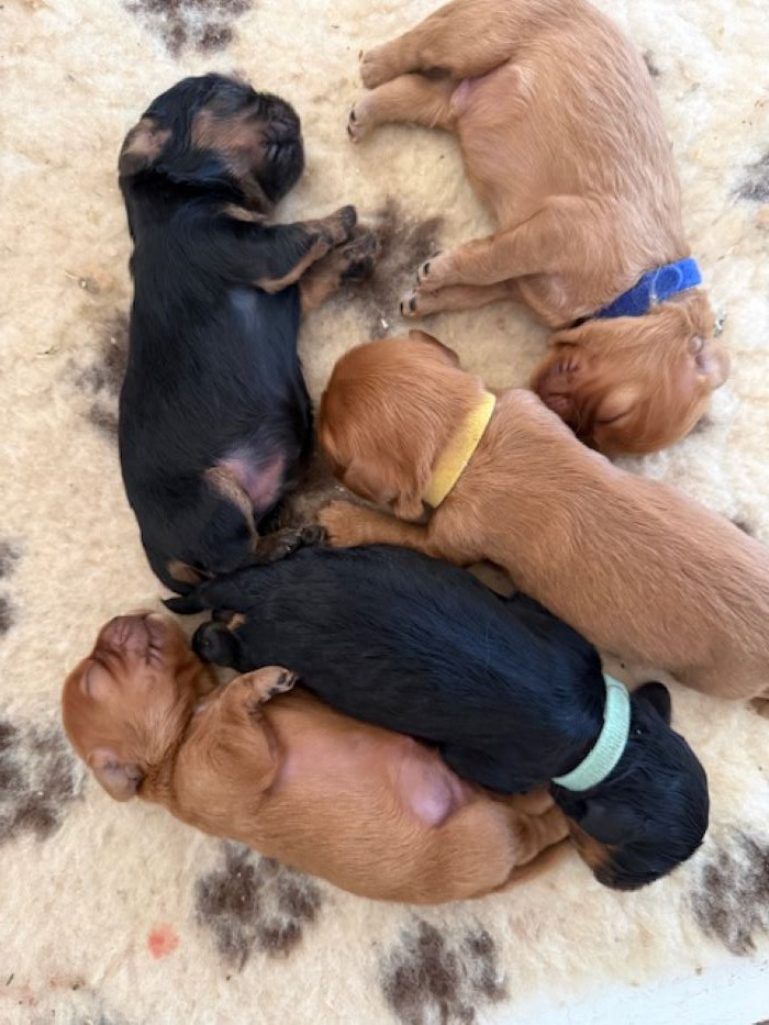 Chiot Cavalier King Charles Spaniel Des Jardins De Noor