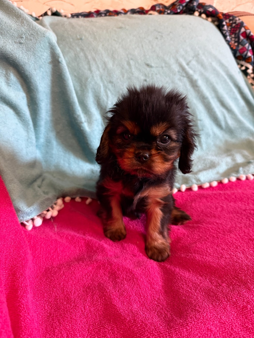 Des Jardins De Noor - Chiots disponibles - Cavalier King Charles Spaniel
