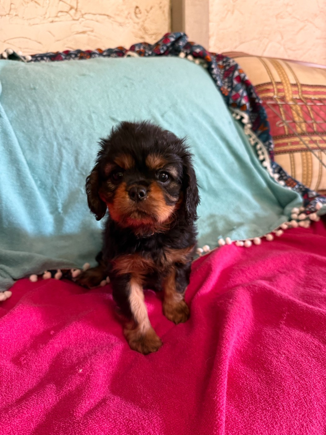 Des Jardins De Noor - Chiots disponibles - Cavalier King Charles Spaniel