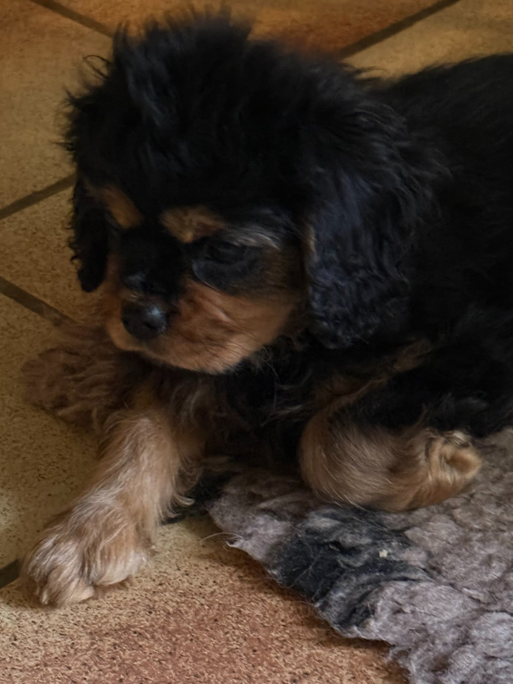 Des Jardins De Noor - Chiots disponibles - Cavalier King Charles Spaniel