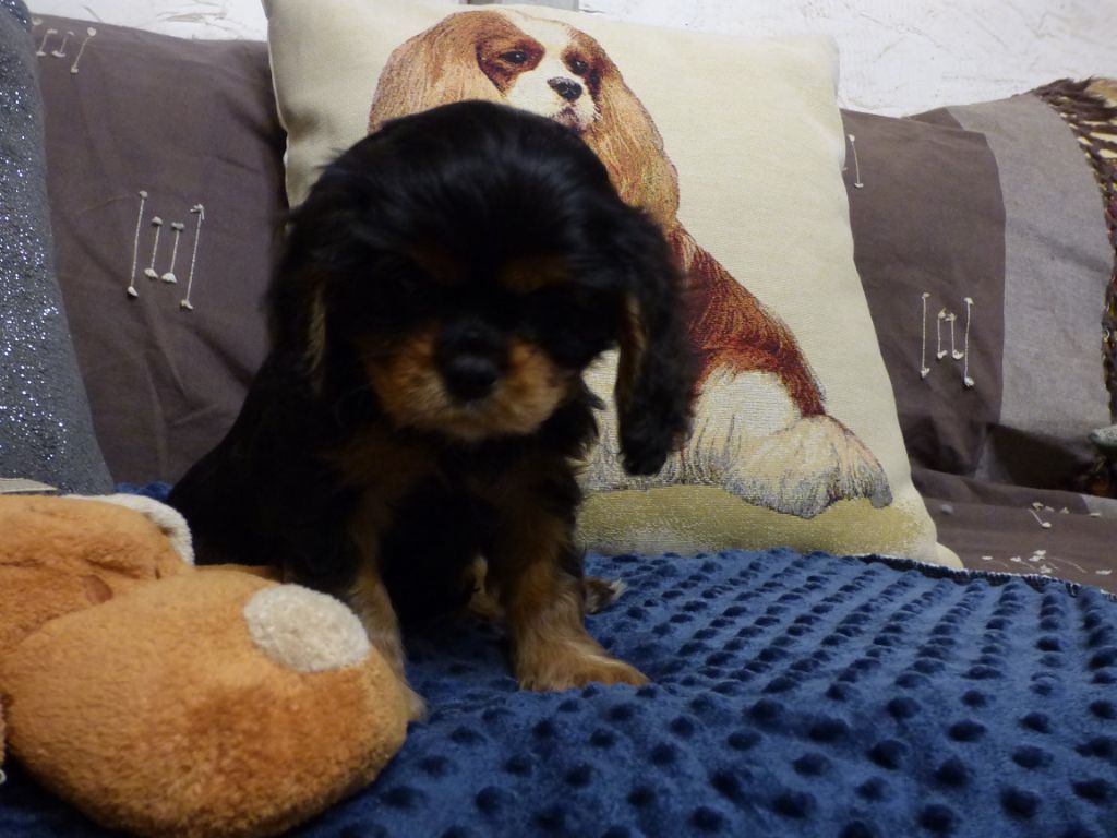 Des Jardins De Noor - Chiots disponibles - Cavalier King Charles Spaniel