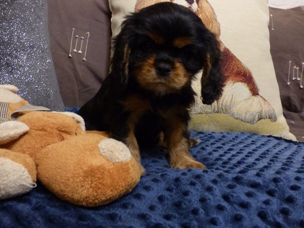 Des Jardins De Noor - Chiots disponibles - Cavalier King Charles Spaniel